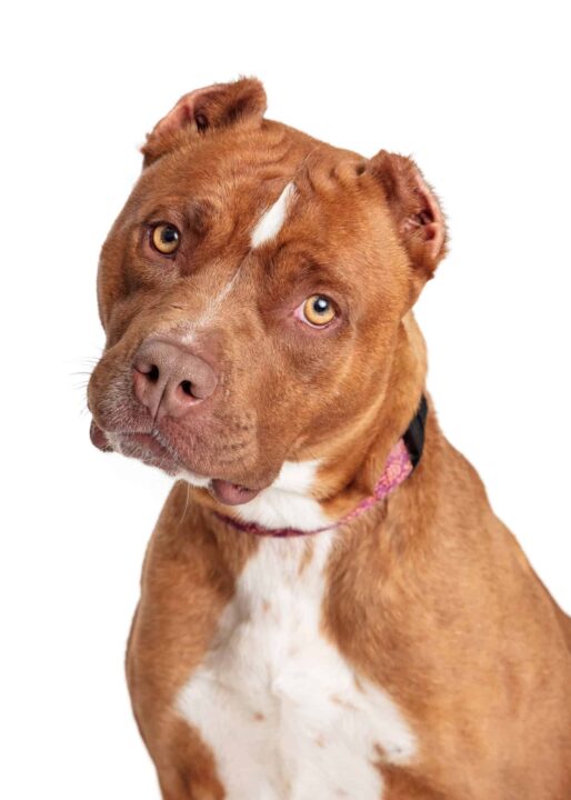 Are American Pitbull Terriers Easy To Train