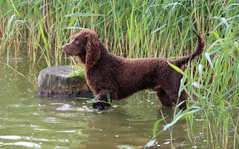 American Water Spaniel Puppies For Sale