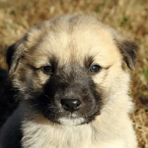 Anatolian Shepherd
