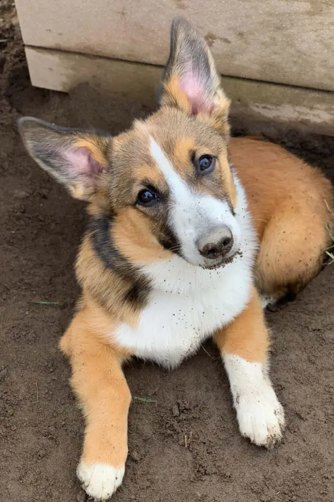 Auggie Puppies For Sale