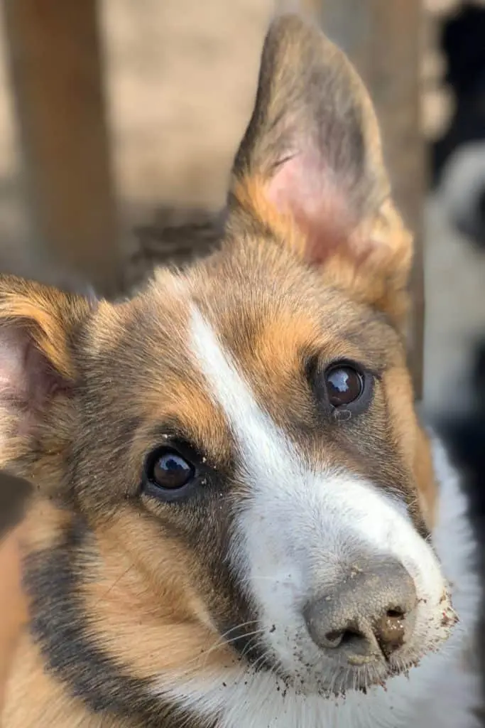 Auggie Puppies For Sale