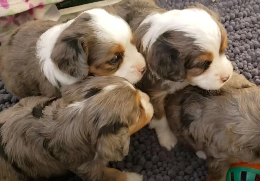 Aussalier Puppy for Sale