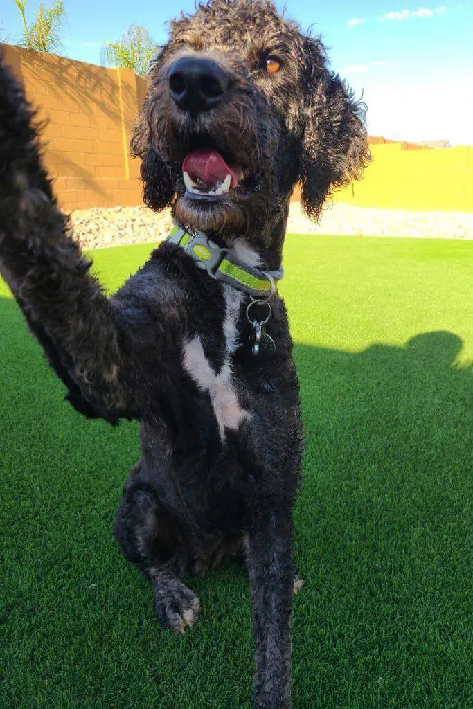 Aussiedoodle Dog