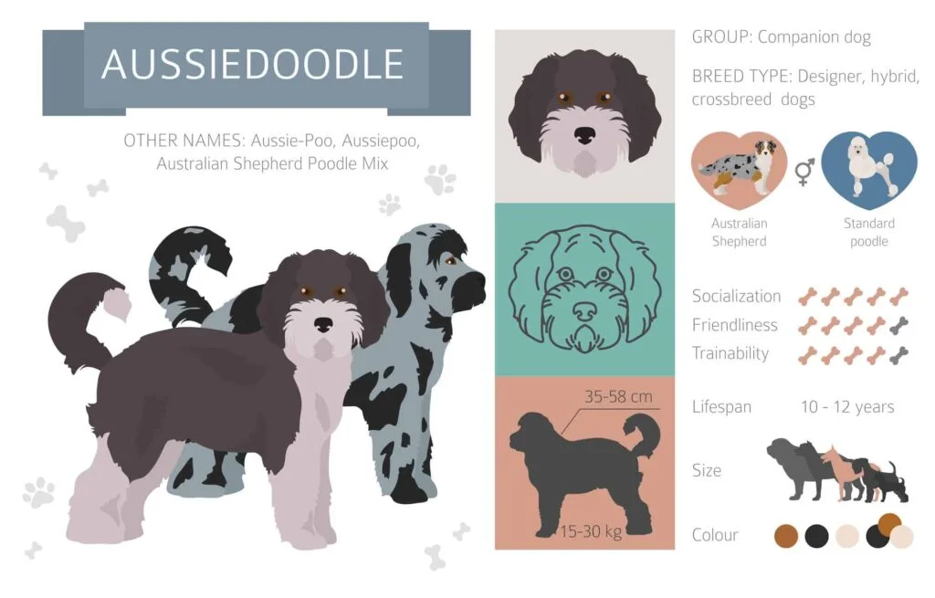 Aussiedoodle Infographic