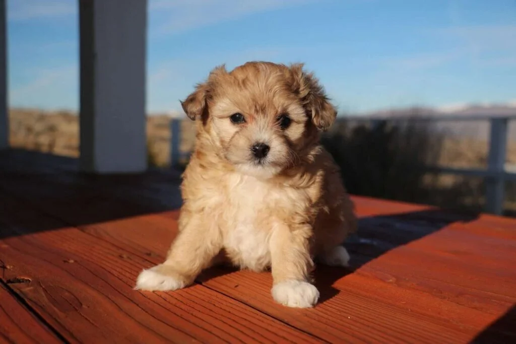 Aussiedoodle Puppy on a table