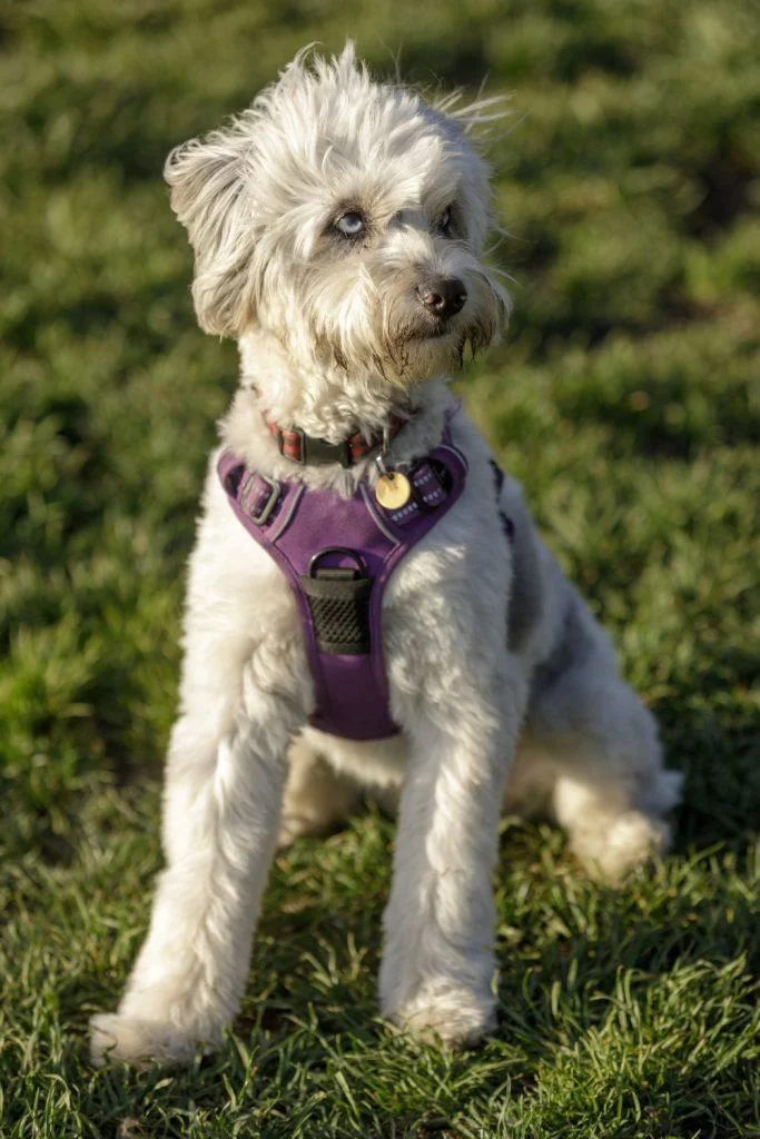 Aussiedoodle Puppy For Sale