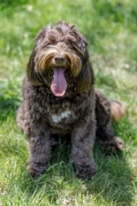 Australian Labradoodle Puppy For Sale