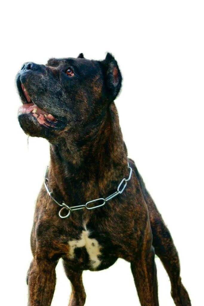 Bandog