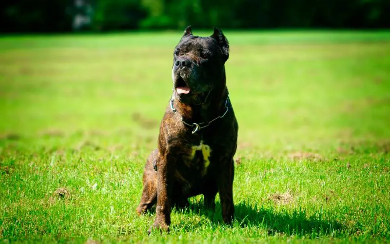 Bandog For Sale