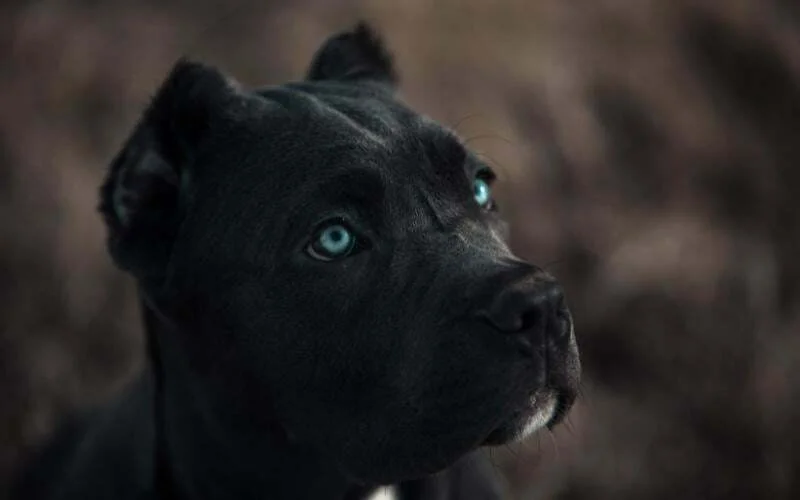 Bandog Puppies For Sale