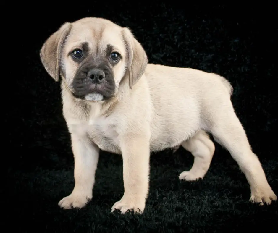 Beabull Puppies For Sale