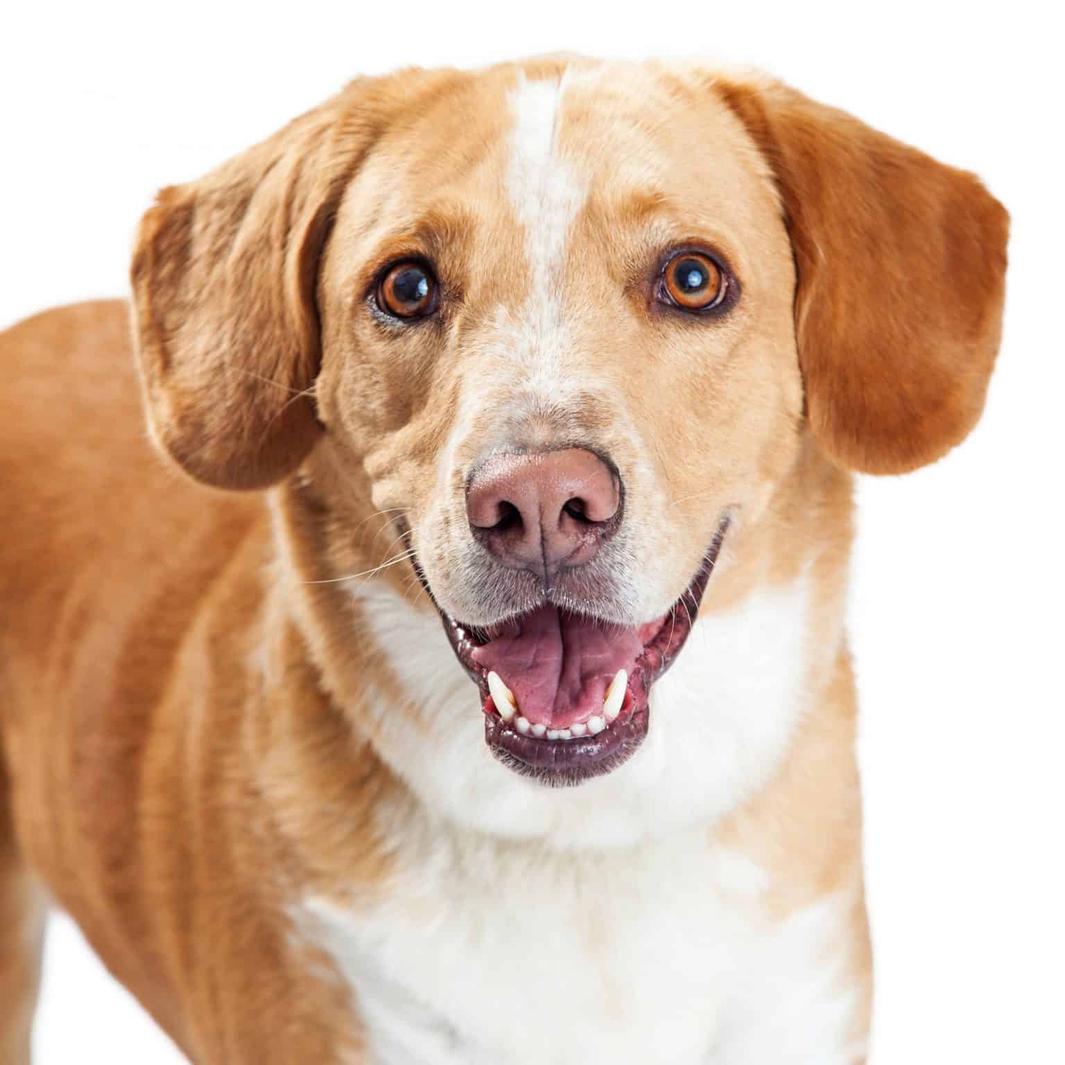 Learn More About the Beagle Labrador Mix Dogable