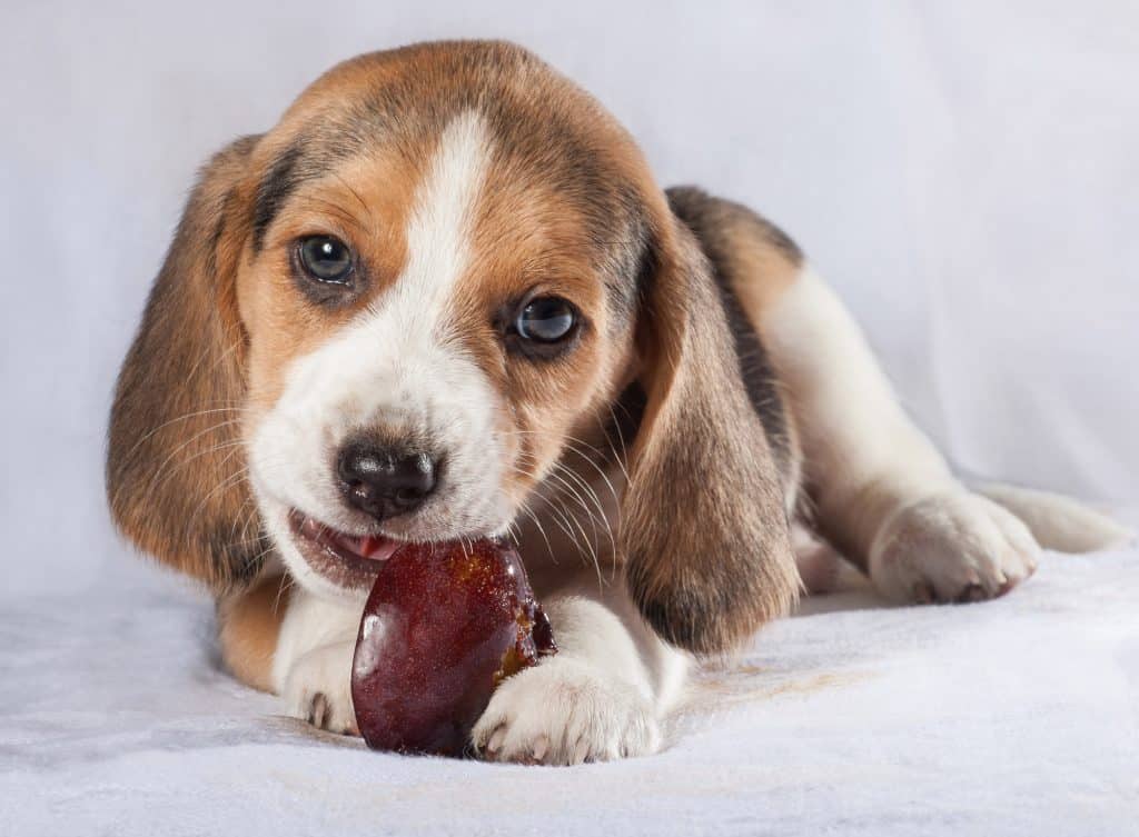 Beagle Eating Plum