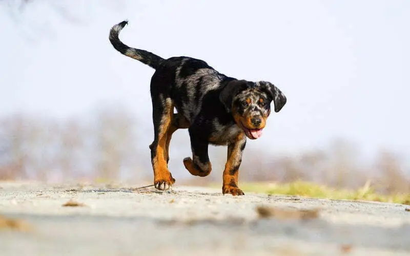 Beauceron Puppies For Sale