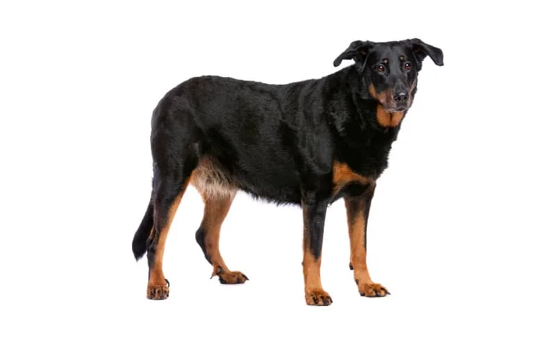 Beauceron Puppy For Sale