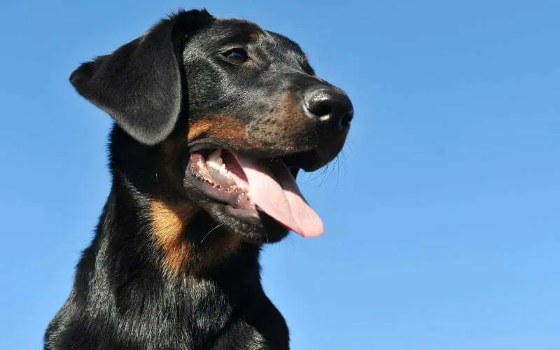 Beauceron Rescue