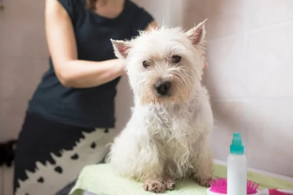 Benefits of Dog Conditioner