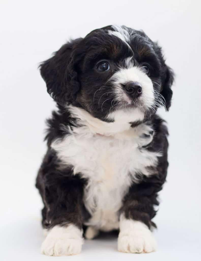 Bernedoodle Puppy