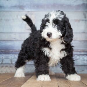 Bernese Mountain Dog Poodle Mix
