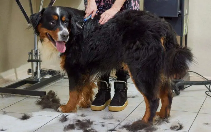 Best Brush For Bernese Mountain Dog
