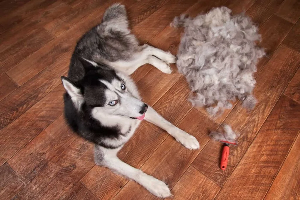 Best De-Shedding Tool for Husky