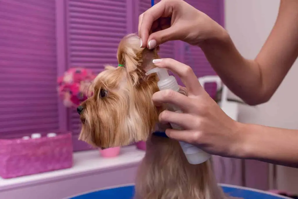 Best Detangler for Dogs