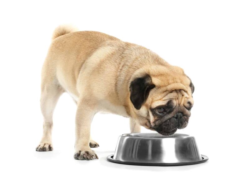Best Dog Food for Pugs Dogable