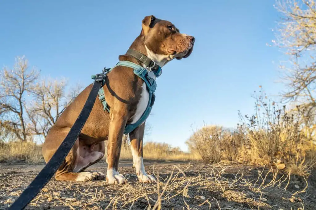 Best Dog Harness