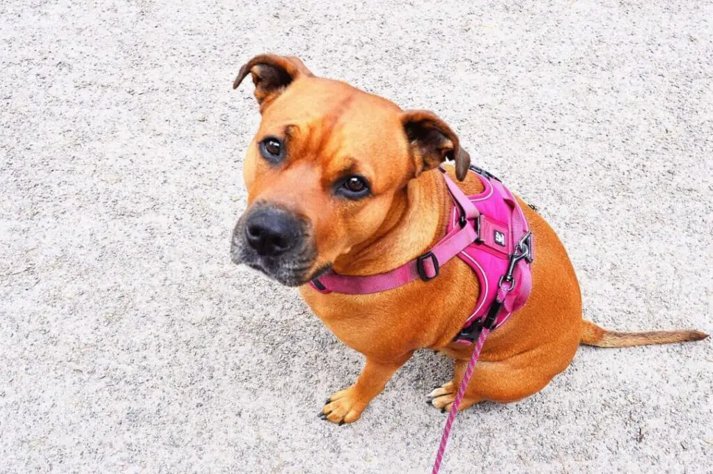 Best Dog Harness for Running