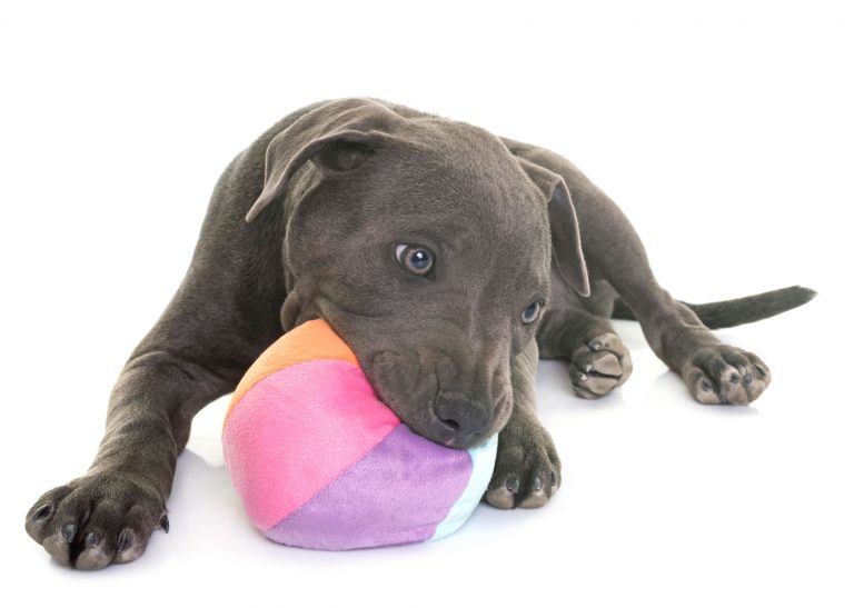 Best Pitbull Toys Dogable