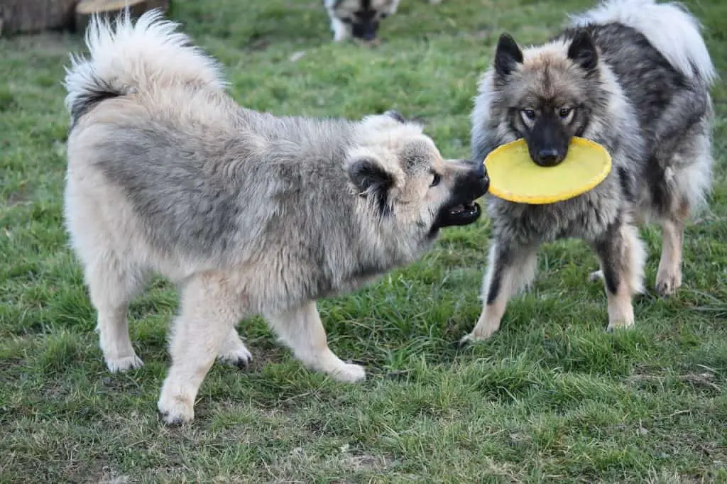 Dogs tugging on frisbee