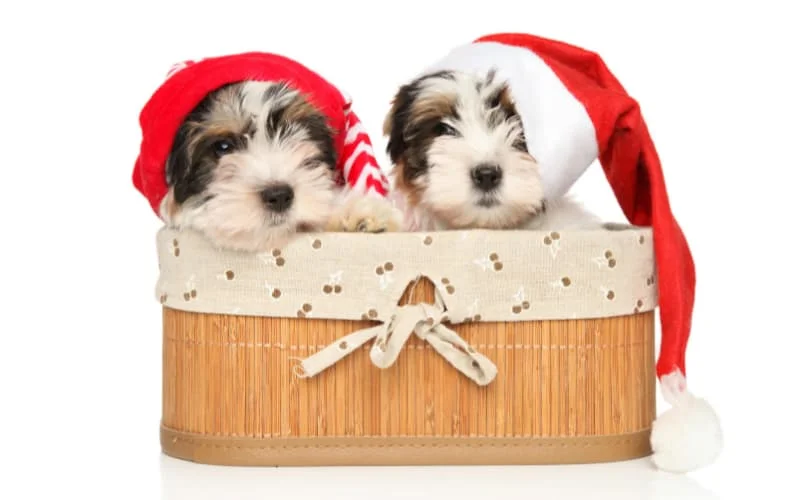 Biewer Terrier Puppies For Sale