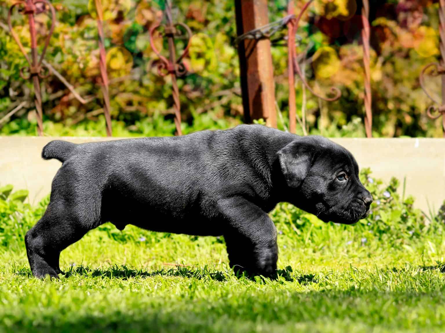Where to Find Black Boerboel Puppies for Sale Dogable