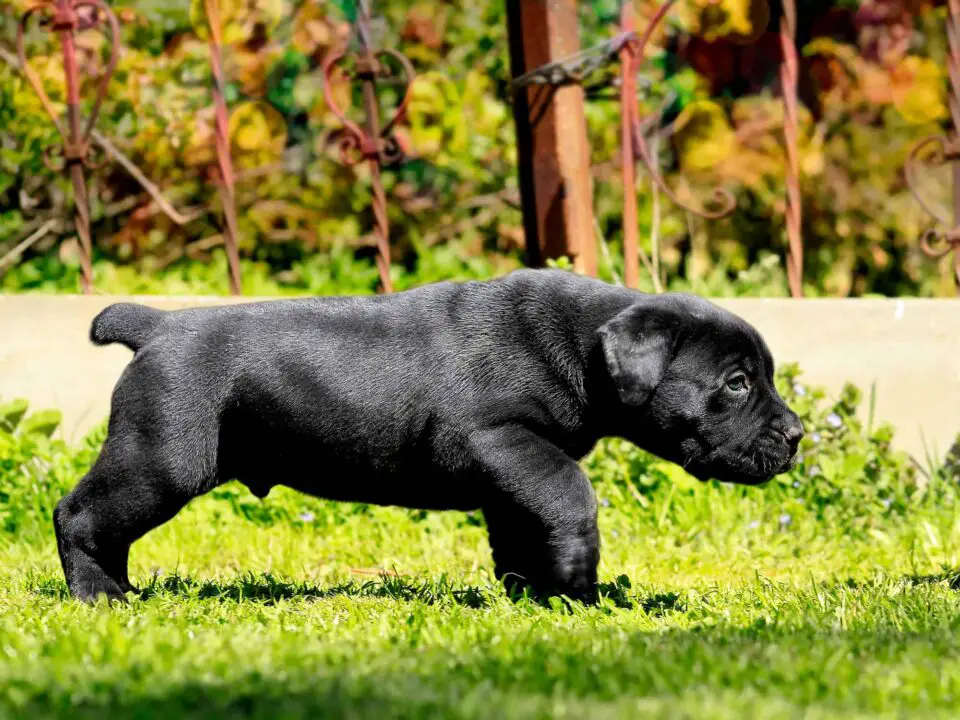 Where to Find Black Boerboel Puppies for Sale Dogable