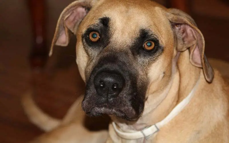 Black Mouth Cur