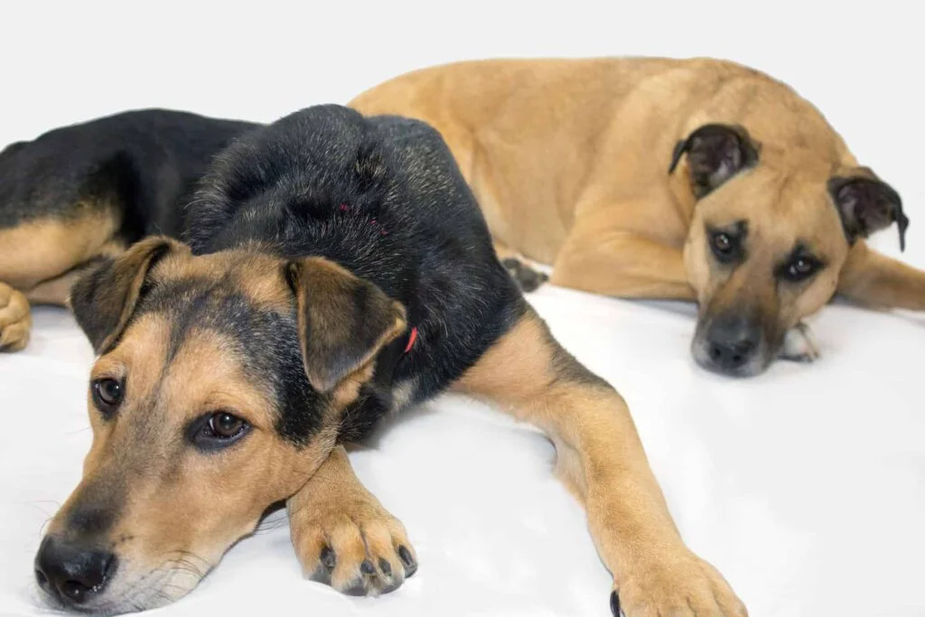 Black Mouth Cur Dogs