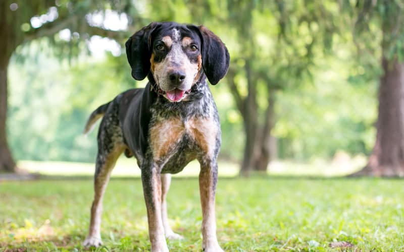 Bluetick Coonhound Puppies For Sale