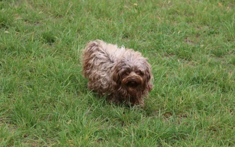 Bolonka Dog