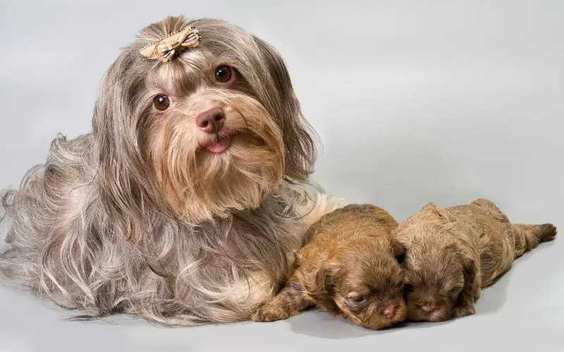 Bolonka Puppies For Sale