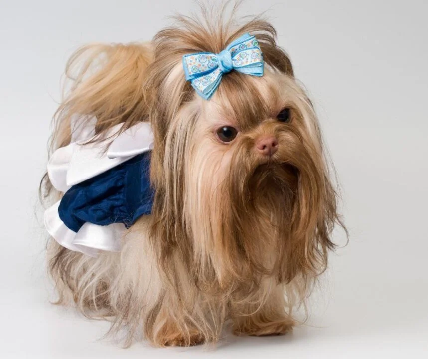 Bolonka Puppy For Sale