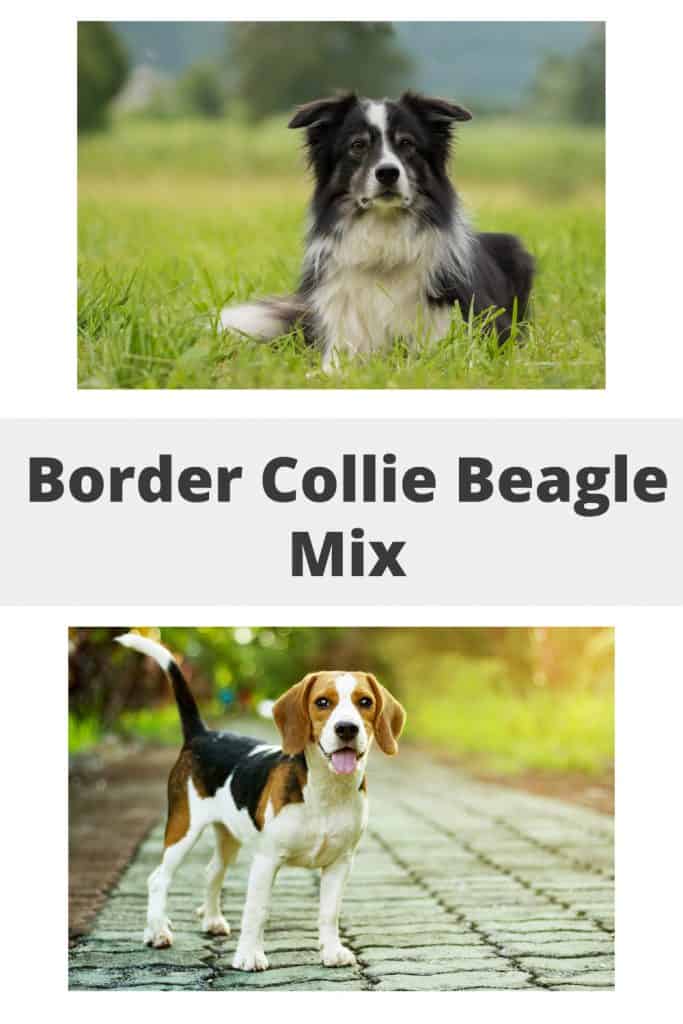 Border Collie Beagle Mix Pin