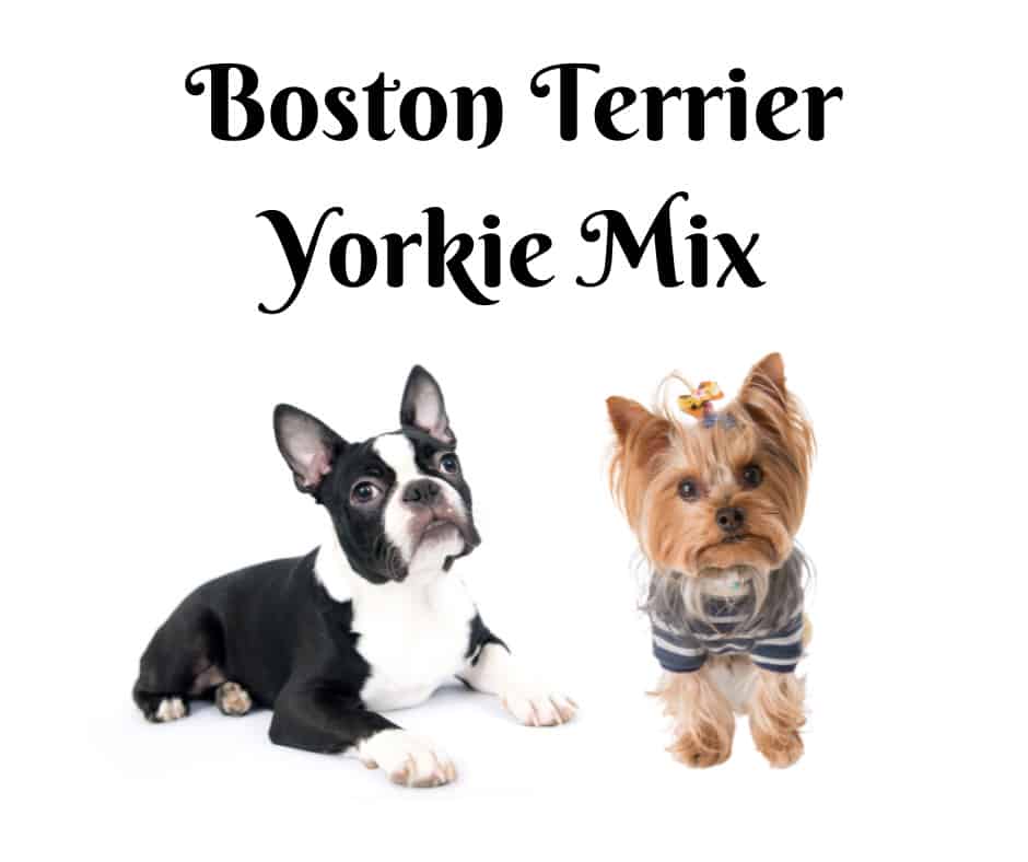 Boston Terrier Yorkie Mix