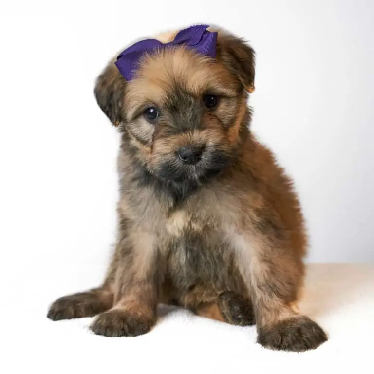 Where to Find Bouvier Des Flandres Puppies for Sale Dogable Where to Find Bouvier Des Flandres Puppies for Sale Dogable