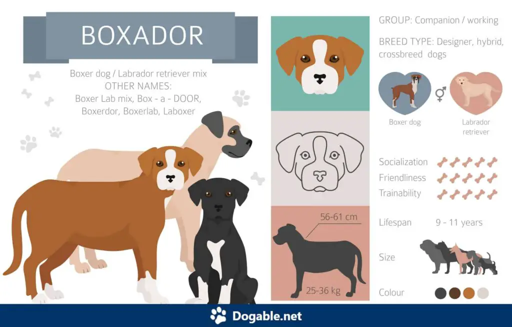 Boxador Infographic