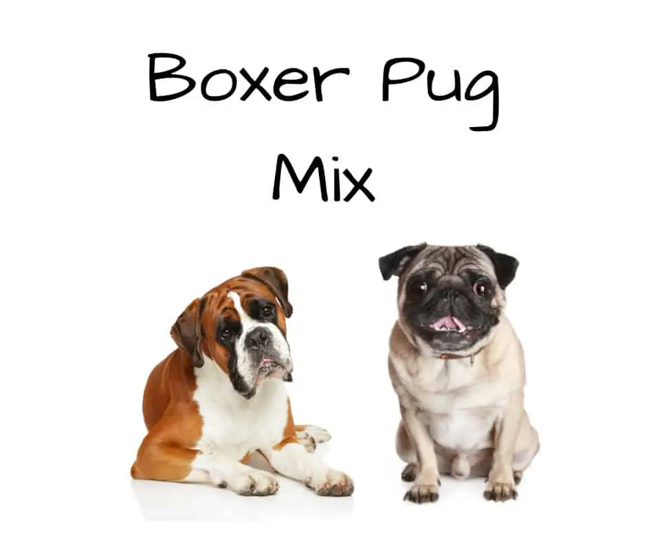 Boxer Pug Mix