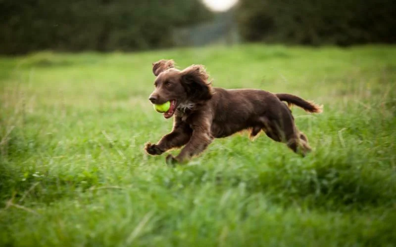 Boykin Spaniel Puppies For Sale