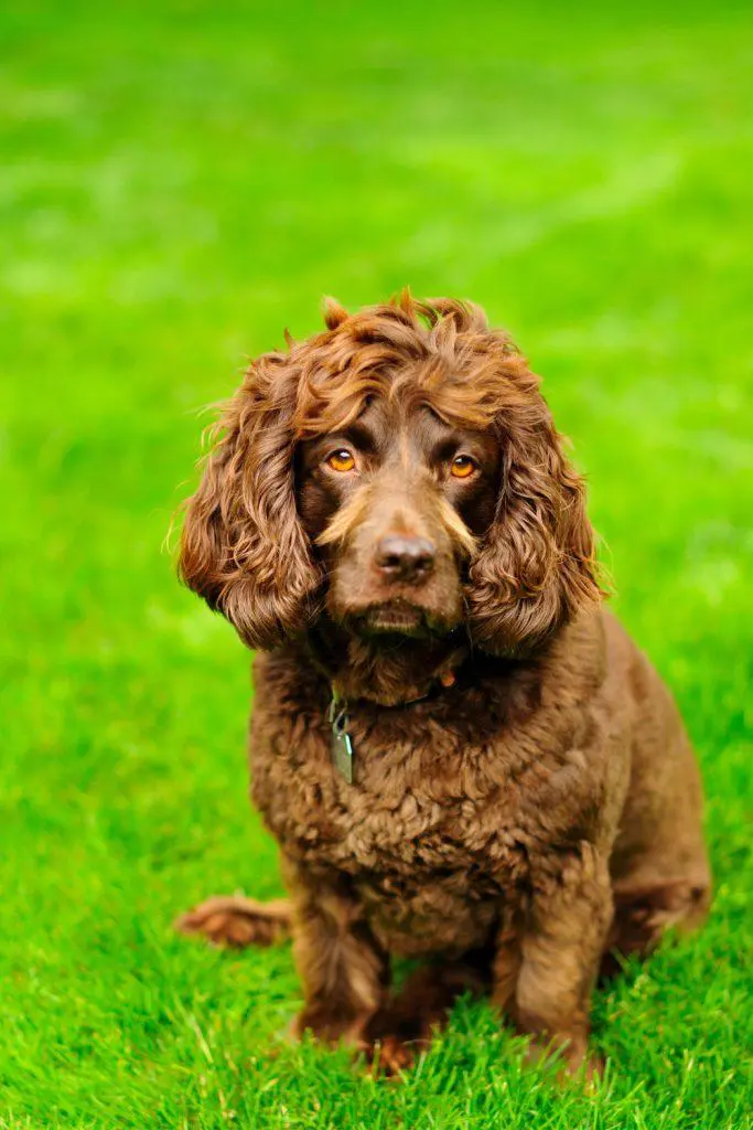 Boykin Spaniel Puppy For Sale