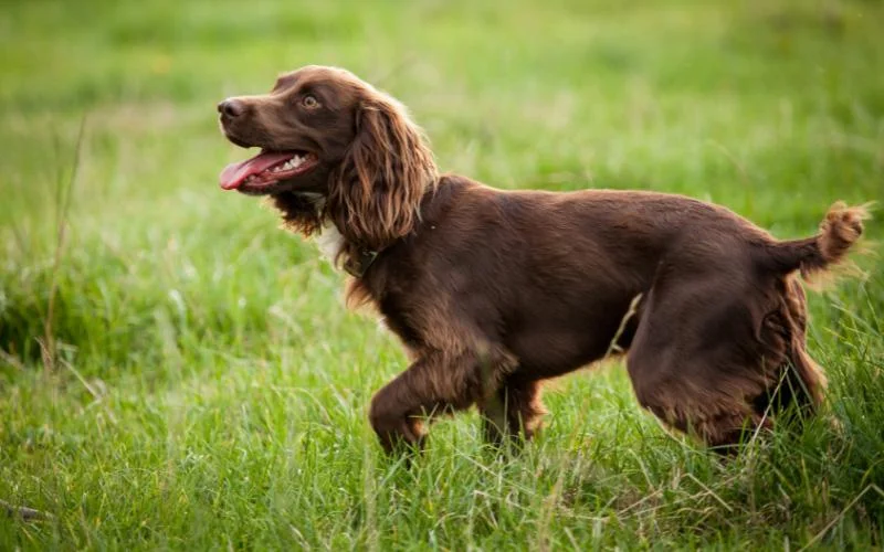 Boykin Spaniel Rescue