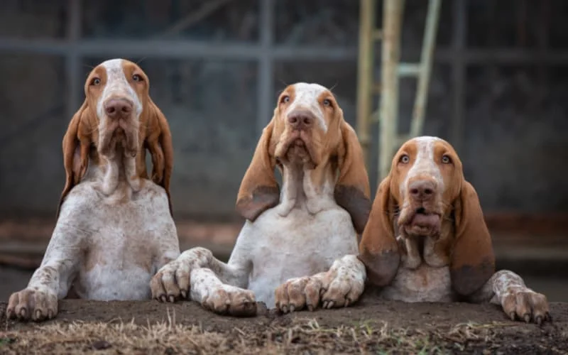 Bracco Italiano Puppies For Sale