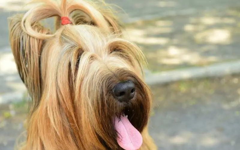 Briard Dog Breed